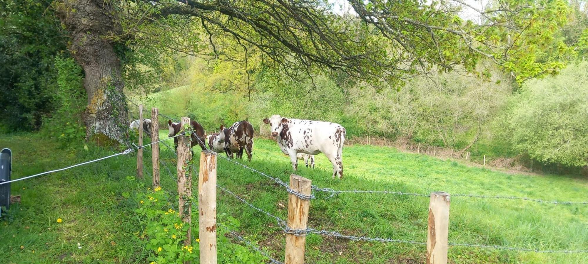 Gite De Fourneaux Pont-d'Ouilly المظهر الخارجي الصورة